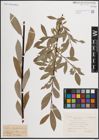 Foto von Salix daphnoides Vill.